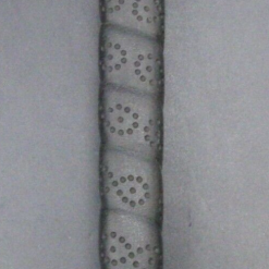 Odyssey Dual Force 770 Putter Steel Shaft Playing Length 85cm Odyssey Grip -Clubs Sales Shop 32 e92eb1e1 ec9d 41c8 ba6b a524e2b4480e