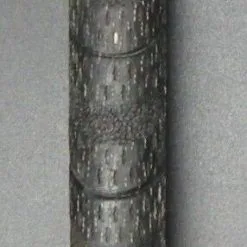 Wilson Staff Tab400 10° Driver Stiff Graphite Shaft Wilson Grip + Head Cover -Clubs Sales Shop 32 efa7c69a 2ed1 43b8 9f67 75d162b08cec